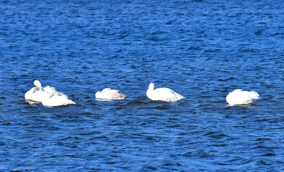 우유빛깔 큰고니