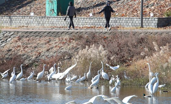 한파 속 먹이 찾는 백로