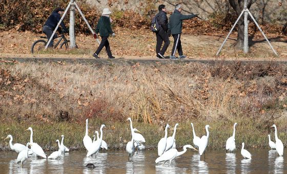 대구 신천에 모여든 백로떼