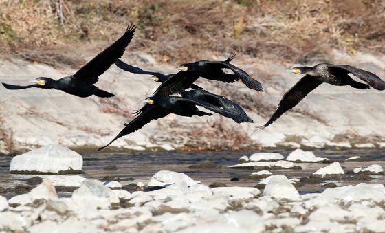 먹이 찾아 날아가는 가마우지
