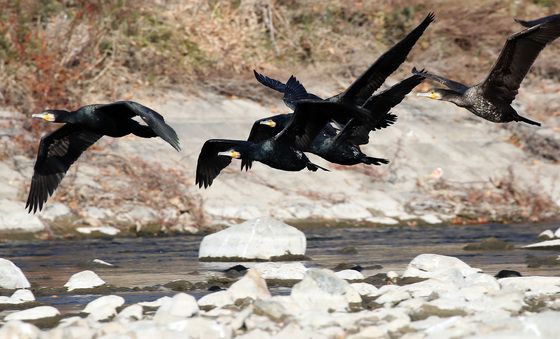 먹이 찾아 전속력으로