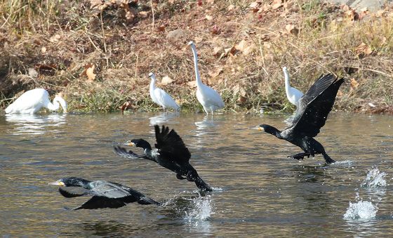 먹이 찾아 선착순