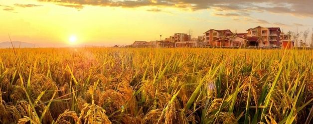 노동신문, 농업성과 대대적 선전…"자랑찬 결실"