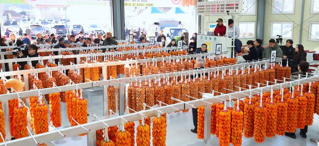 함양곶감 본격 출하