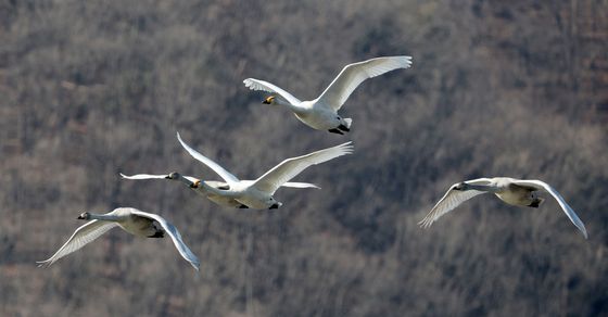 올해도 경안천 찾은 큰고니