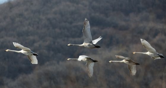 겨울 철새 찾아온 광주 경안천