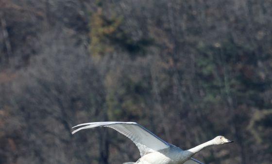 겨울 철새 찾아온 광주 경안천