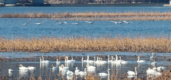 먹이 활동하는 큰고니