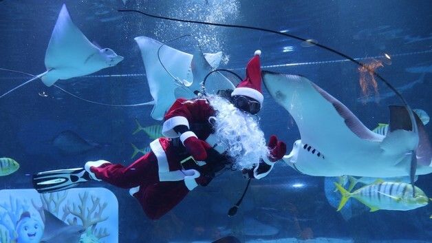씨라이프 코엑스 아쿠아리움, 12월 '바다 속 크리스마스' 시즌 이벤트 진행