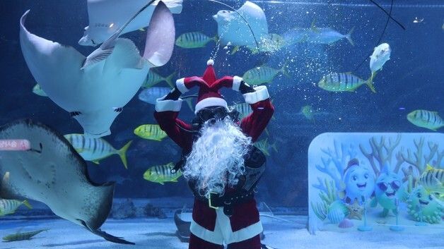 씨라이프 코엑스 아쿠아리움, 12월 '바다 속 크리스마스' 시즌 이벤트 진행