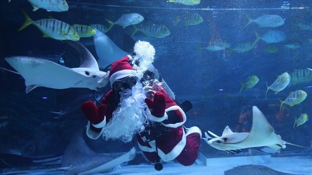씨라이프 코엑스 아쿠아리움, 12월 '바다 속 크리스마스' 시즌 이벤트 진행