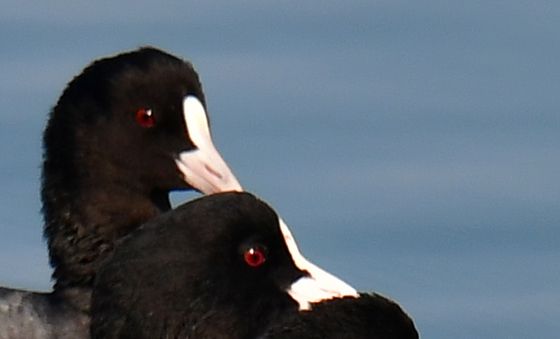 붉은눈을 가진 물닭