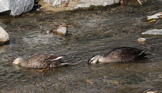 오리는 식사 중