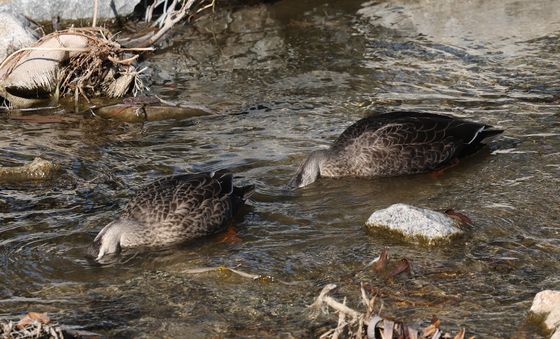 오리는 식사 중