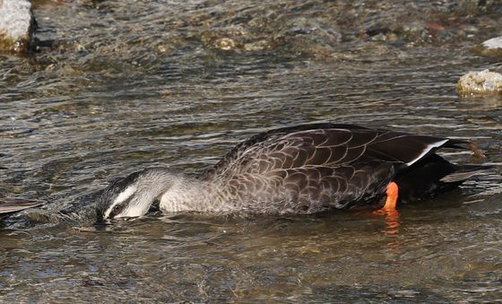 오리는 식사 중