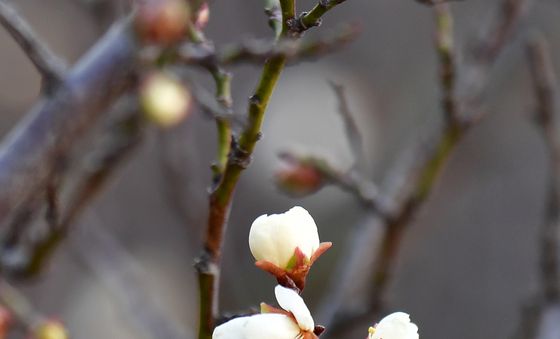 동장군 기세 이겨낸 매화꽃