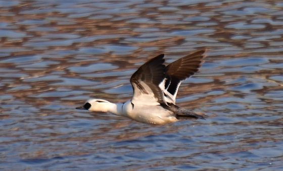 흰비오리의 봄 비행