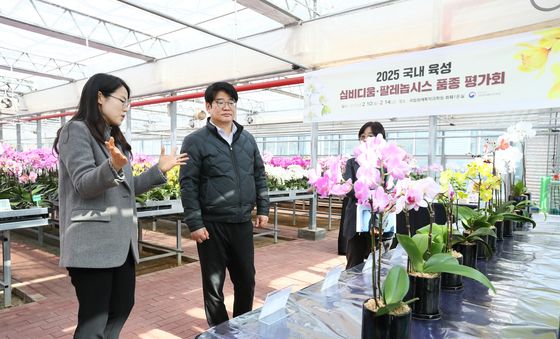 '팔레놉시스 예쁘게 잘 자랐네'