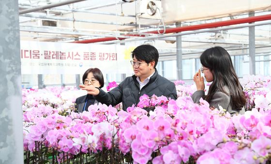 우아한 자태 뽐내는 팔레놉시스