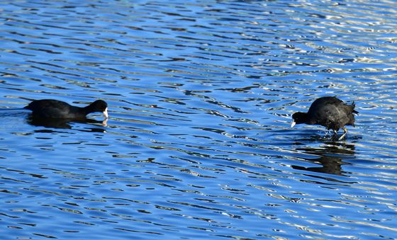 아침 먹잇감 찾는 물닭