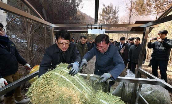 산양 먹이용 건초 급여하는 최응천 국가유산청장