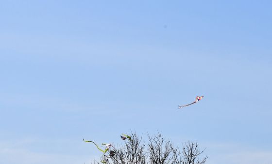 나무에 걸린 연