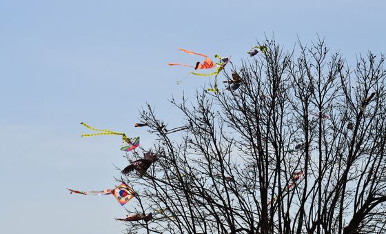 나무에 걸린 연