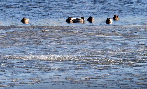 꽃샘 추위에 놀란 청둥오리