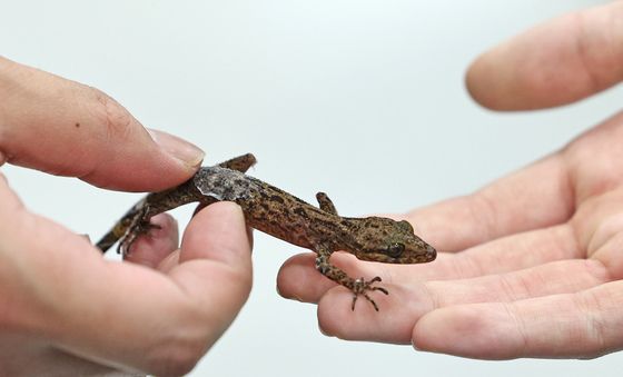 사람 손 위 걷는 게코