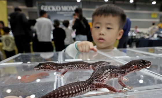 빨간 볼 자랑하는 레오파드 게코 구경하는 어린이
