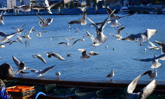 생선 노리는 갈매기
