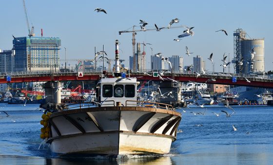 만선 반기는 갈매기