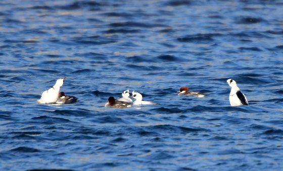 봄 기다리는 흰비오리