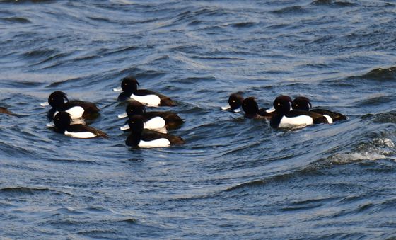 봄 기다리는 댕기흰죽지