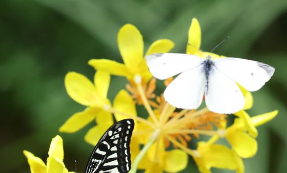 봄의 전령 나비