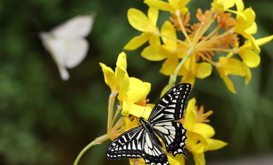 봄의 전령 나비