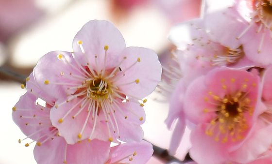 꿀벌을 찾아보세요