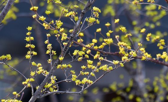 산수유 향기 가득