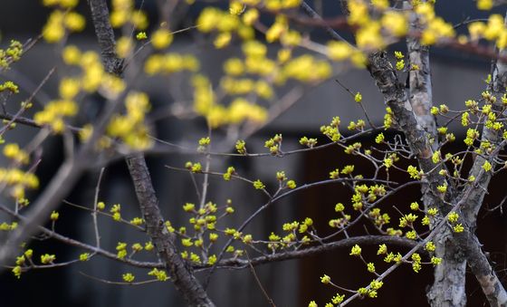노란 봄 소식 전하는 산수유