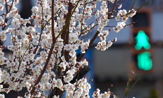 봄 소식 '청신호'