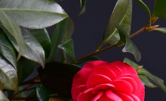 동백꽃 피었습니다