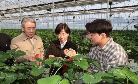 딸기 생육상황 살피는 송미령 장관과 강호동 농협중앙회장