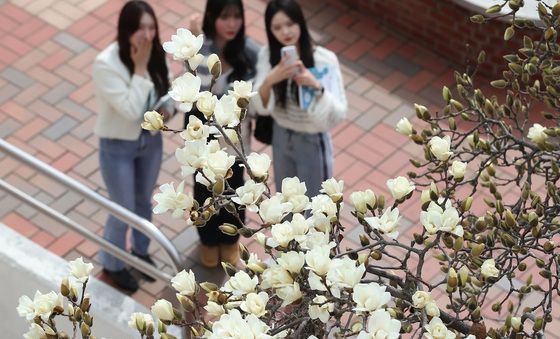 봄소식 전하는 목련