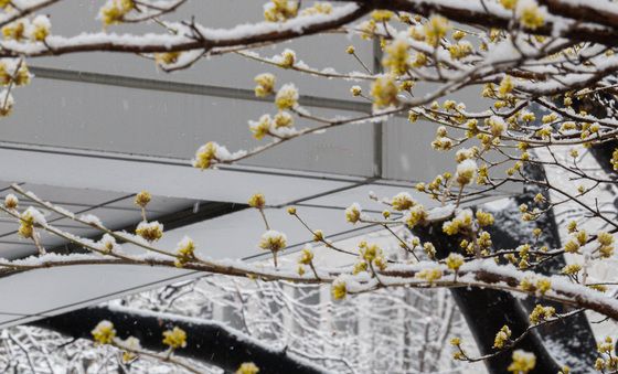 '봄인지? 겨울인지?'