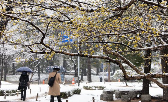 봄 시샘하는 눈