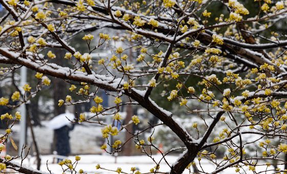 산수유에 소복히 쌓인 눈
