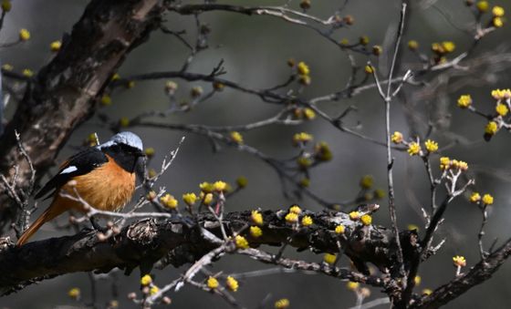 산수유꽃으로 날아든 딱새