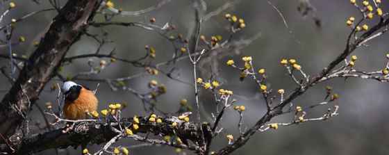 산수유꽃으로 날아든 딱새