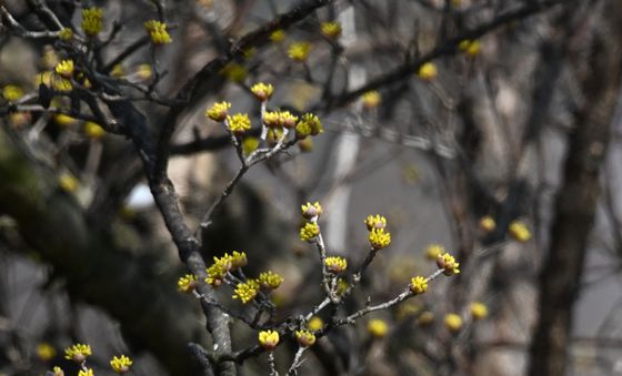 산수유꽃에 앉아있는 딱새