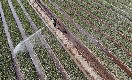 춘분에 바빠진 농부